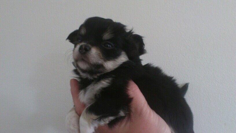 Chihuahua Bianca billede 6