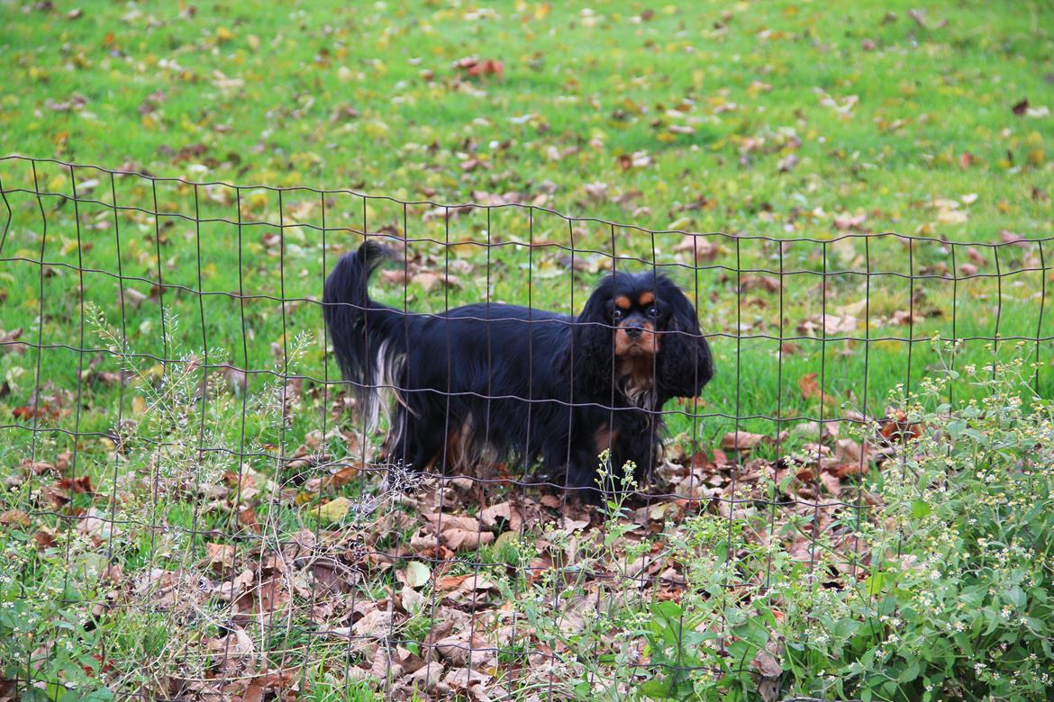 Cavalier king charles spaniel Grand Marica Sweet Vanilla (Luna) - Lidt leg i haven billede 7