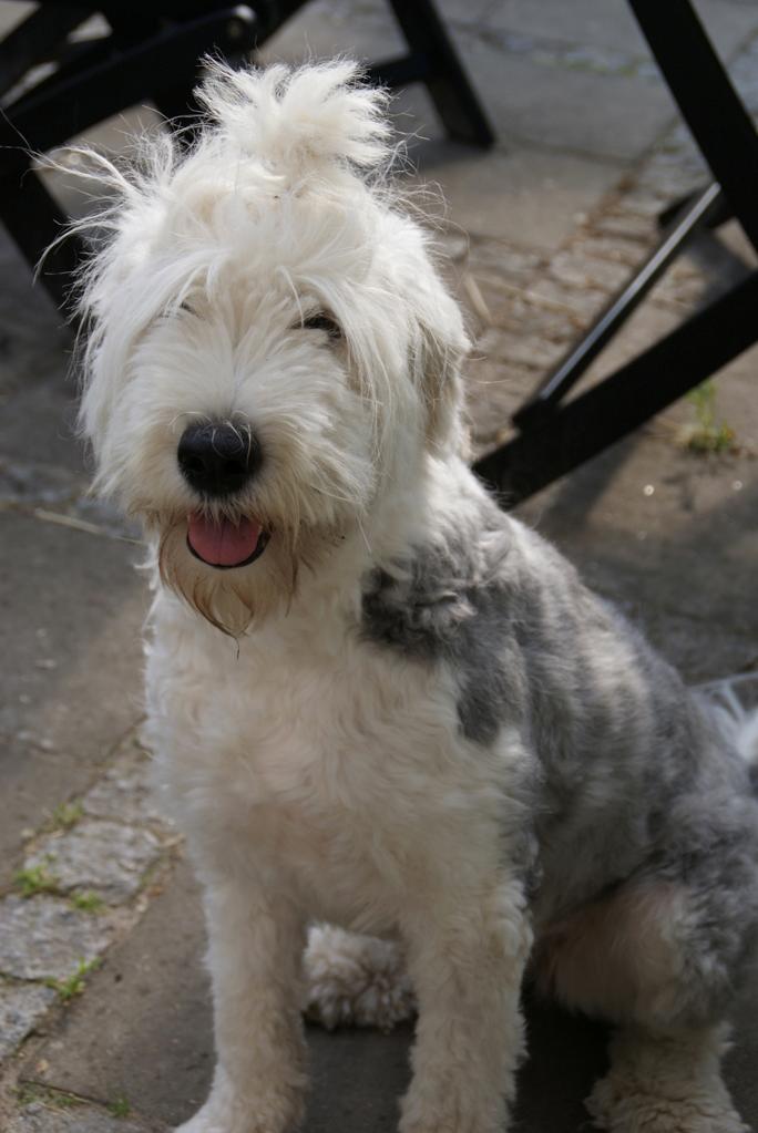 Old english sheepdog Molly - Kortklippet billede 17