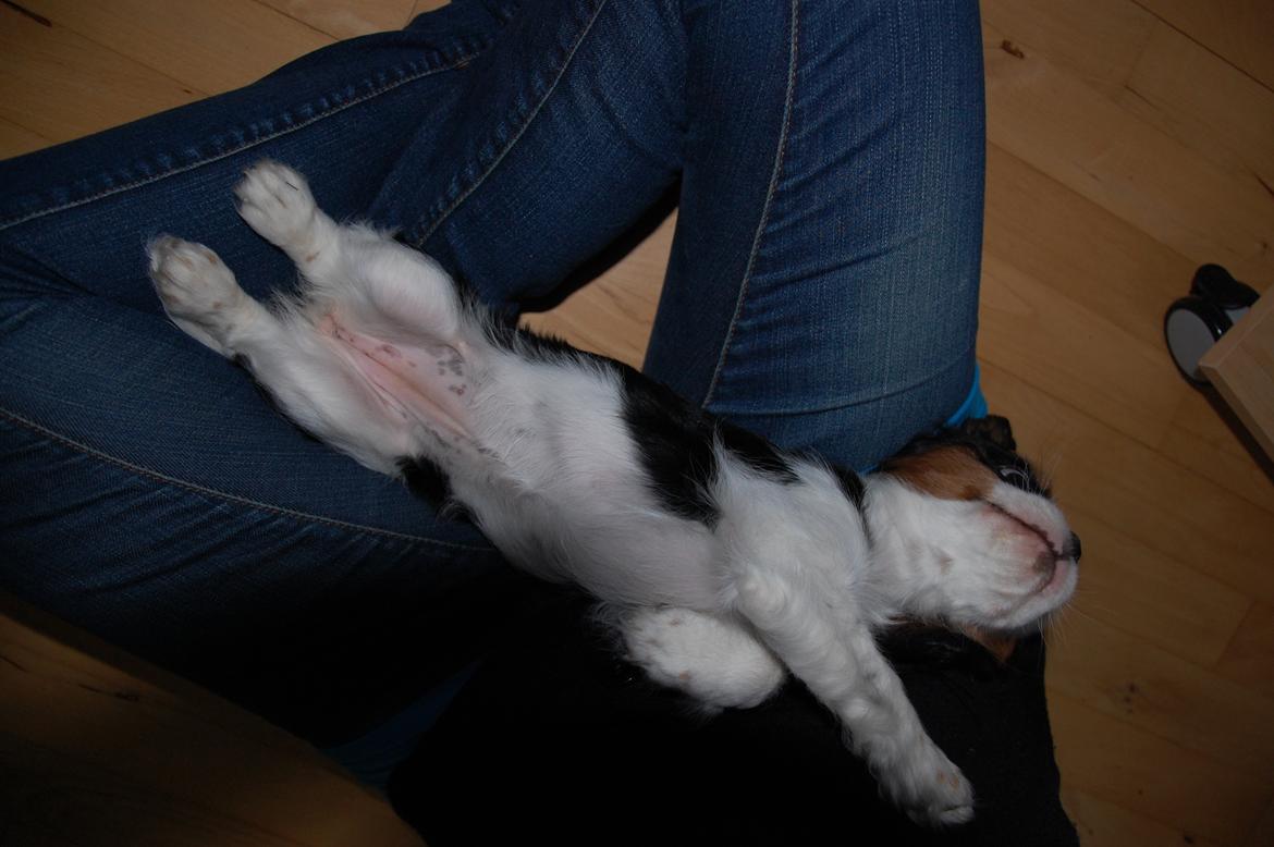 Cavalier king charles spaniel Bella Saphira Kokhus billede 13