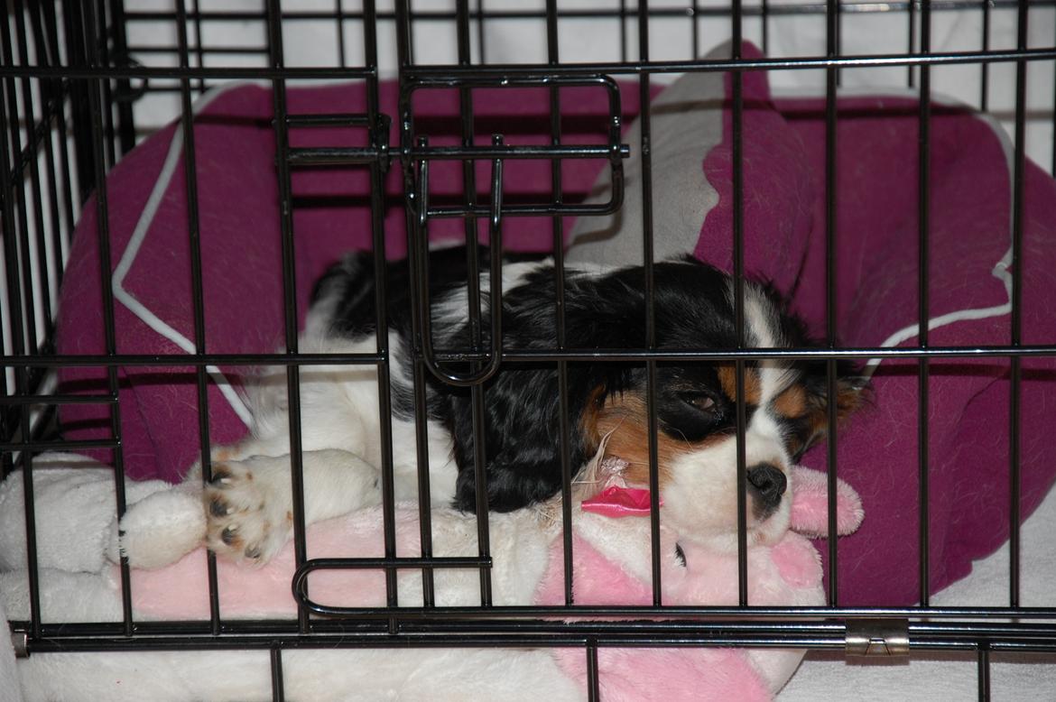 Cavalier king charles spaniel Bella Saphira Kokhus billede 14