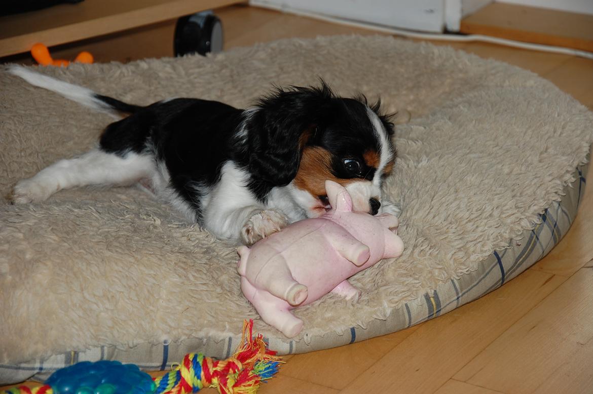 Cavalier king charles spaniel Bella Saphira Kokhus billede 17