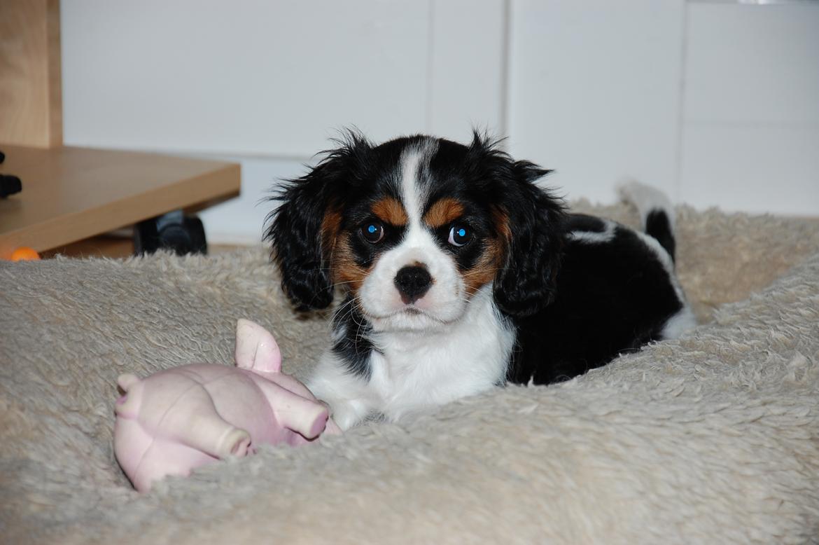 Cavalier king charles spaniel Bella Saphira Kokhus billede 18