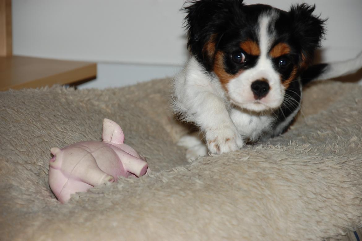 Cavalier king charles spaniel Bella Saphira Kokhus billede 19