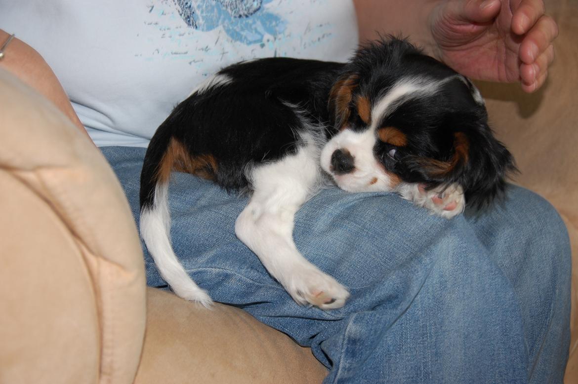 Cavalier king charles spaniel Bella Saphira Kokhus billede 24