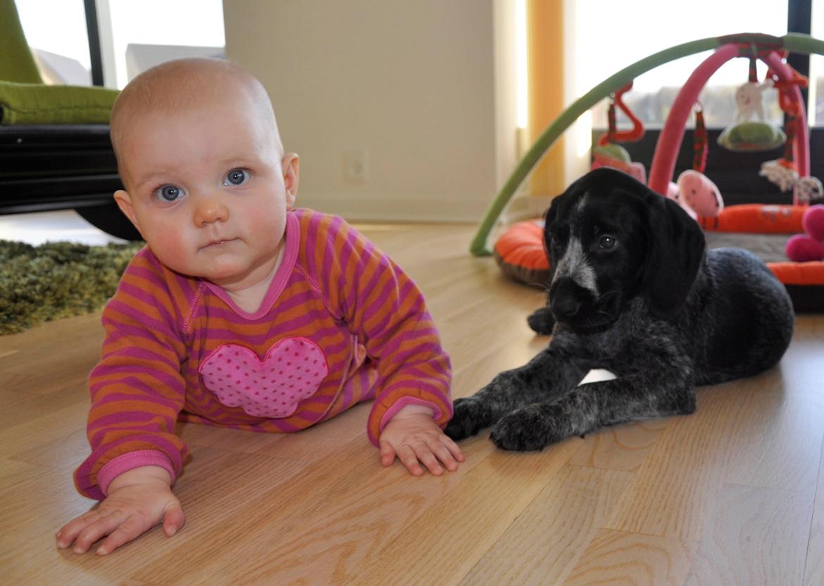 Ruhåret hønsehund Hedda billede 4