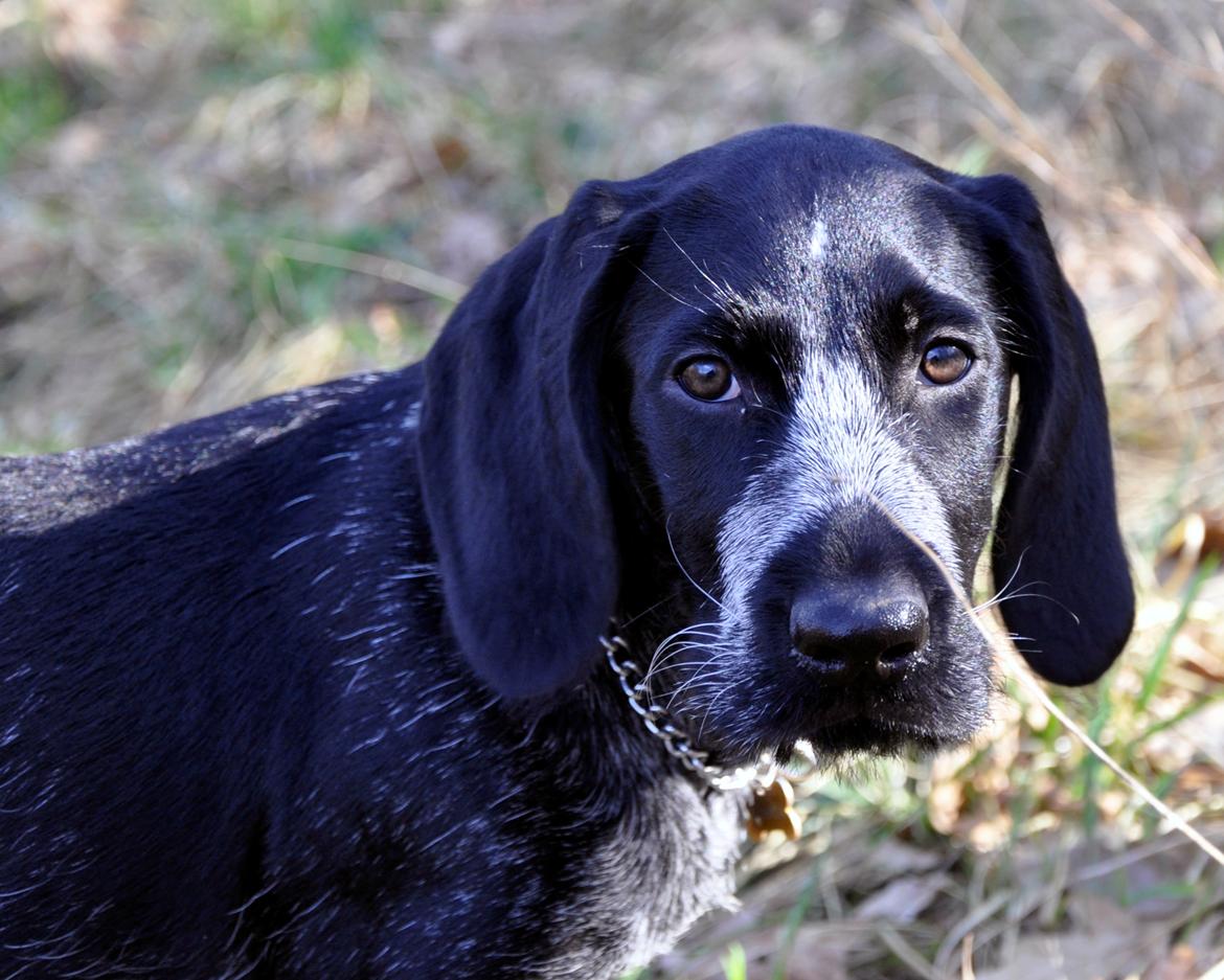 Ruhåret hønsehund Hedda billede 10