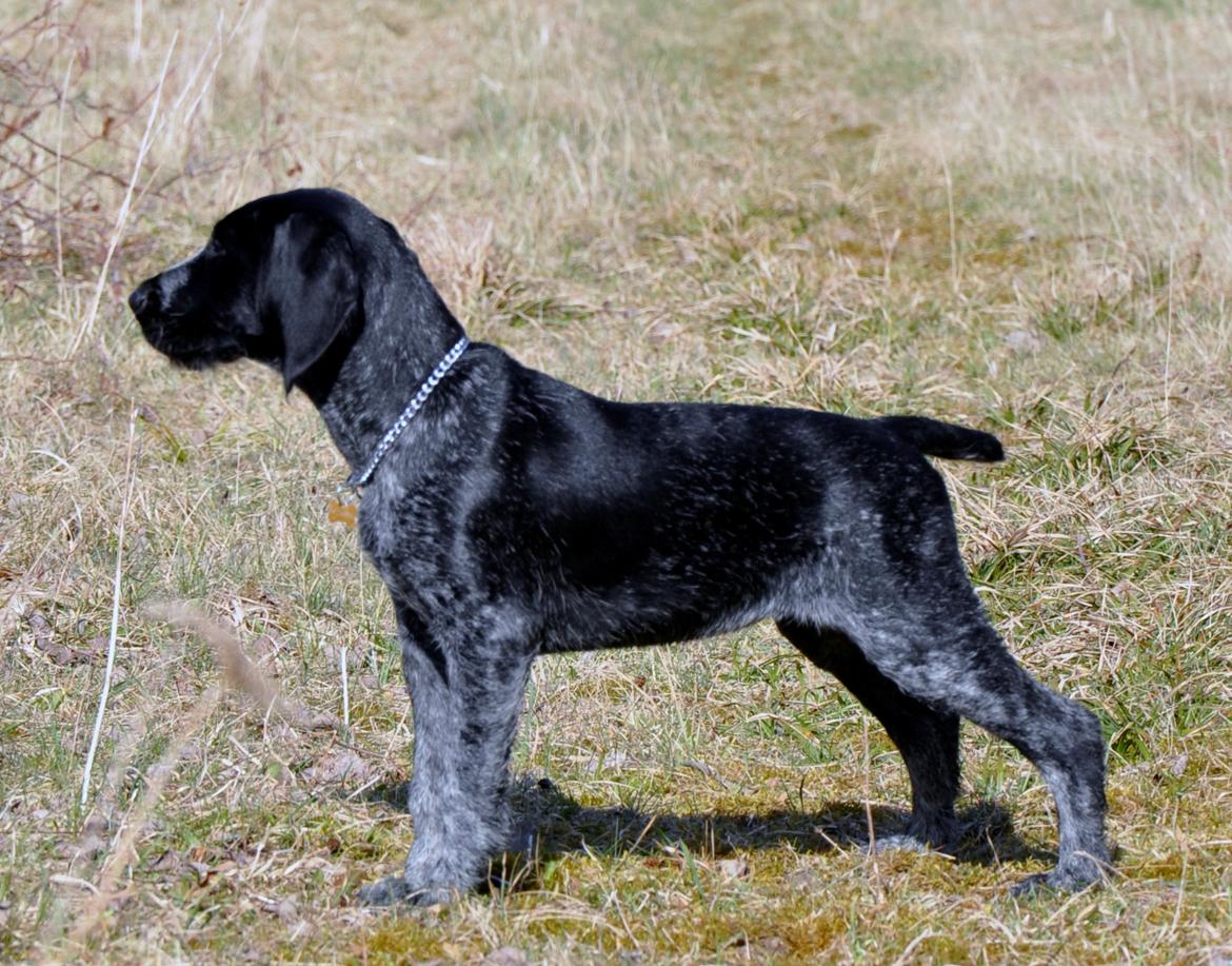 Ruhåret hønsehund Hedda billede 12