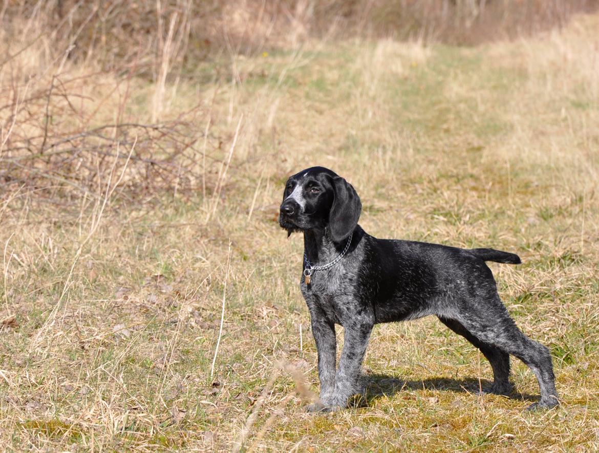 Ruhåret hønsehund Hedda billede 13