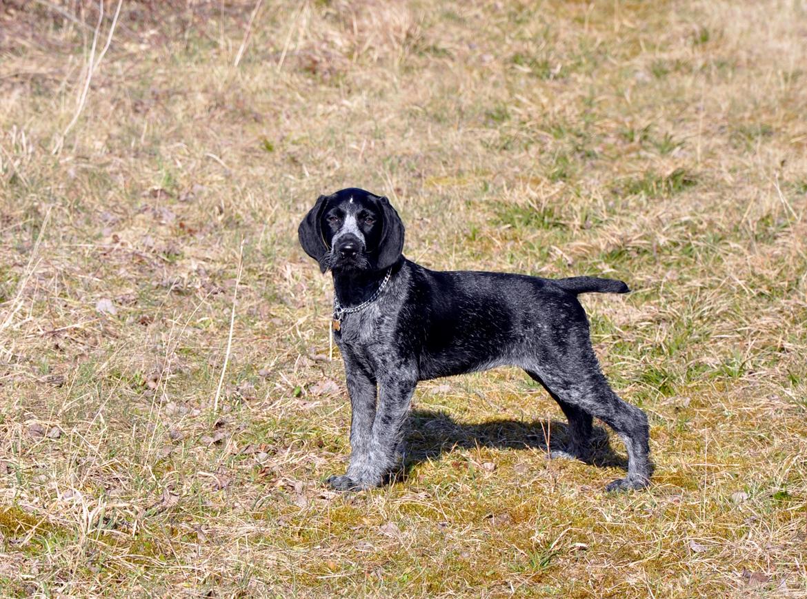 Ruhåret hønsehund Hedda billede 14