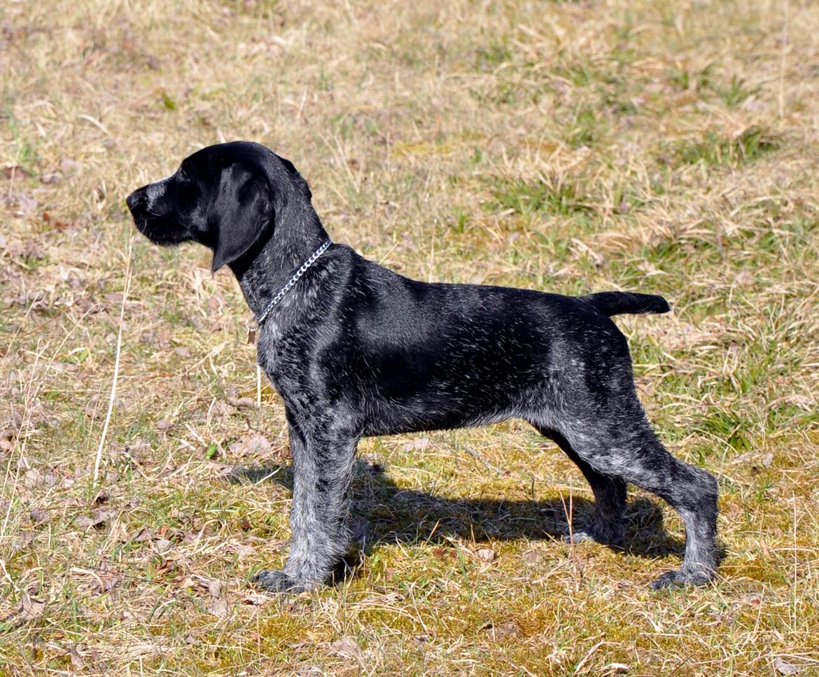 Ruhåret hønsehund Hedda billede 15