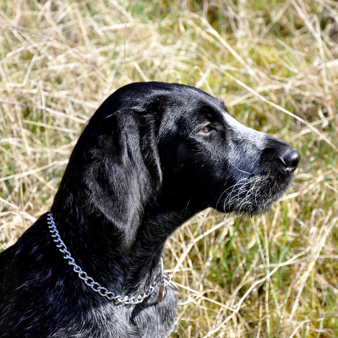 Ruhåret hønsehund Hedda billede 16