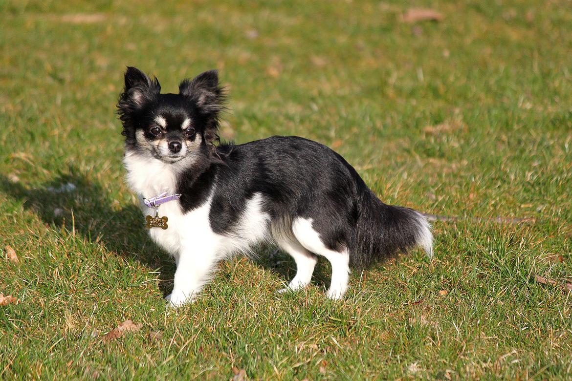 Chihuahua DKCH Milltoff's Gossip Girl ~Zaffie~ - 22 mrd billede 6