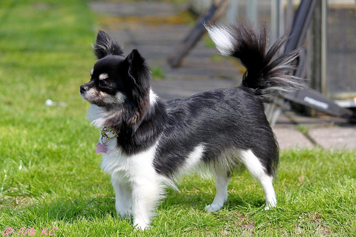 Chihuahua DKCH Milltoff's Gossip Girl ~Zaffie~ - 10 mrd billede 5