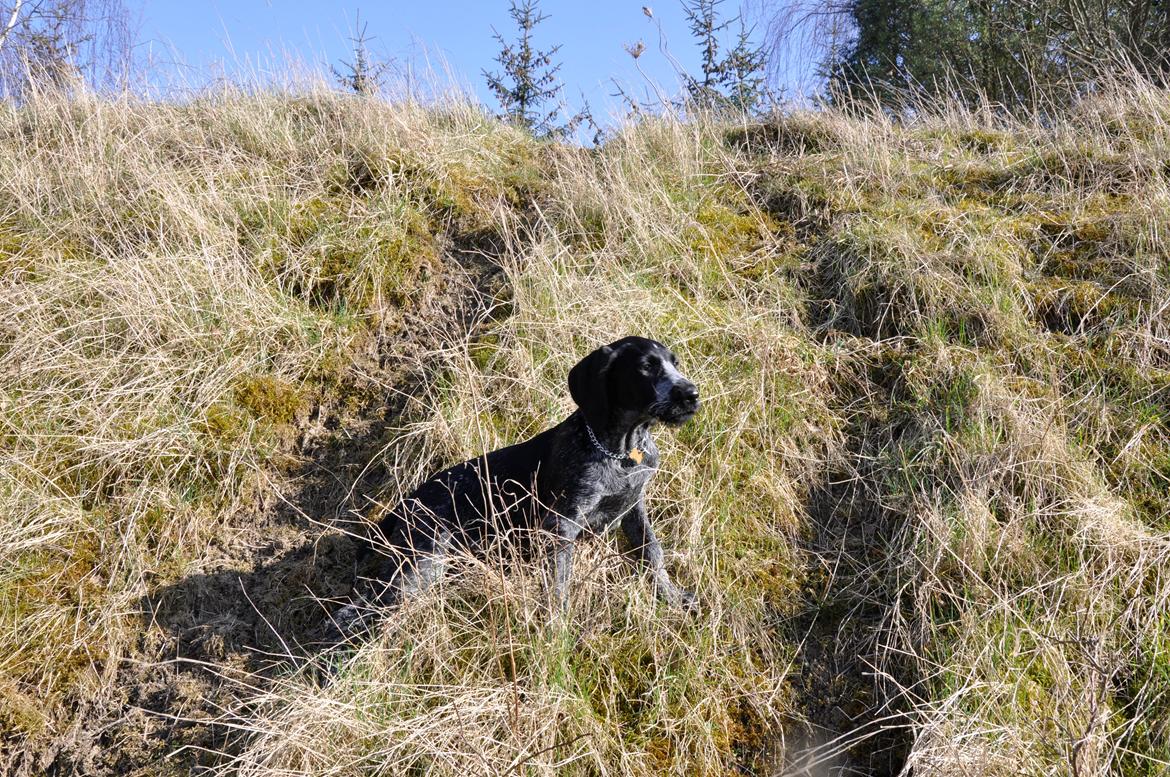 Ruhåret hønsehund Hedda billede 17