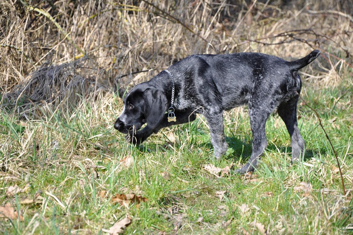 Ruhåret hønsehund Hedda billede 18