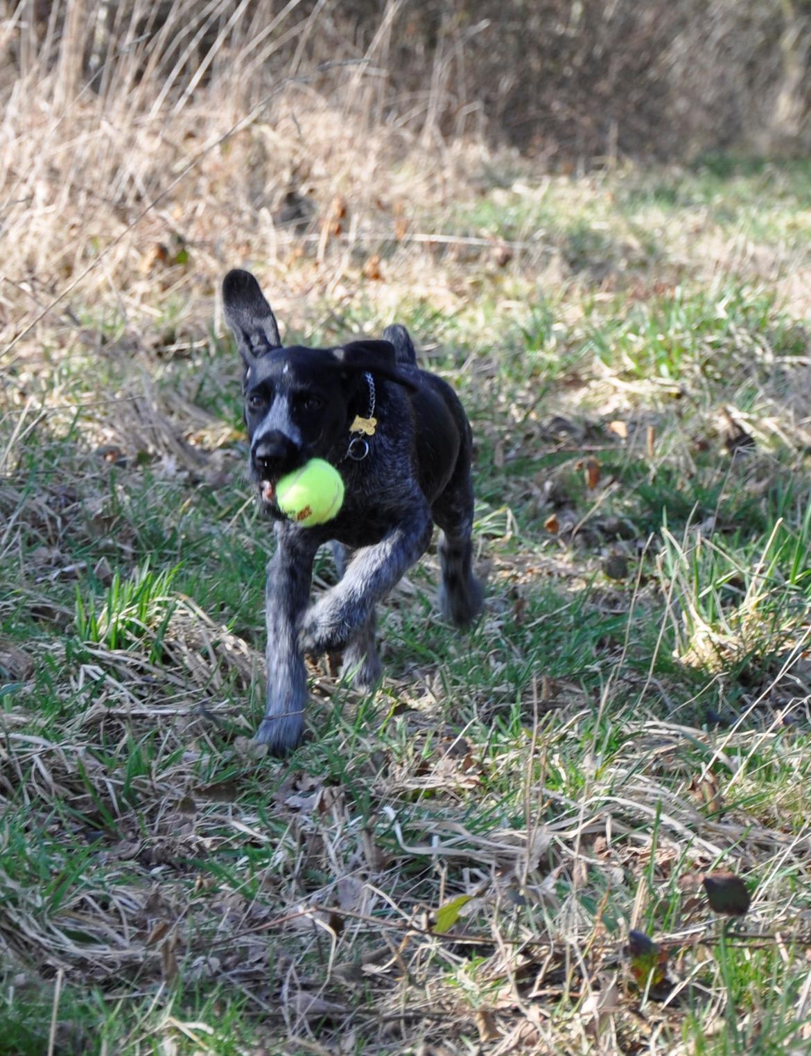 Ruhåret hønsehund Hedda billede 19