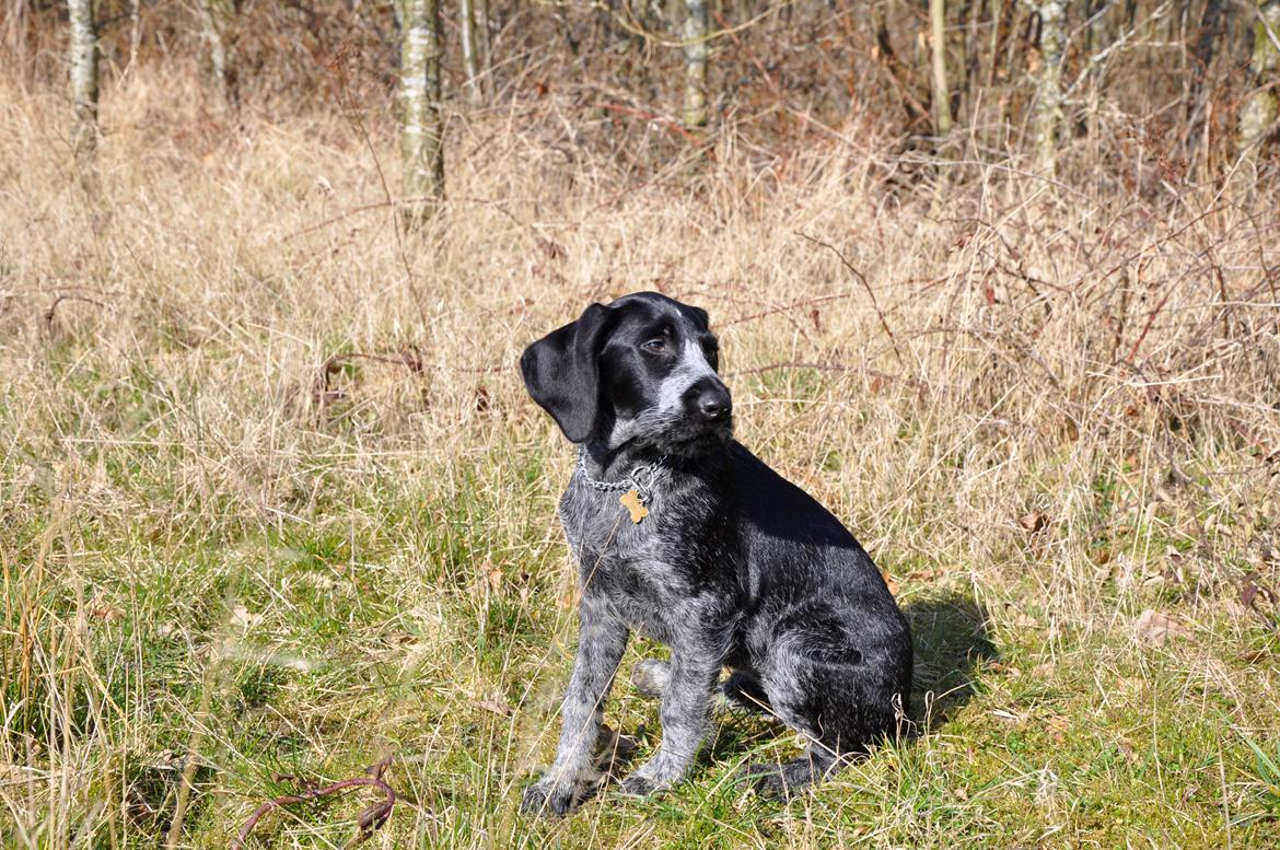 Ruhåret hønsehund Hedda billede 20