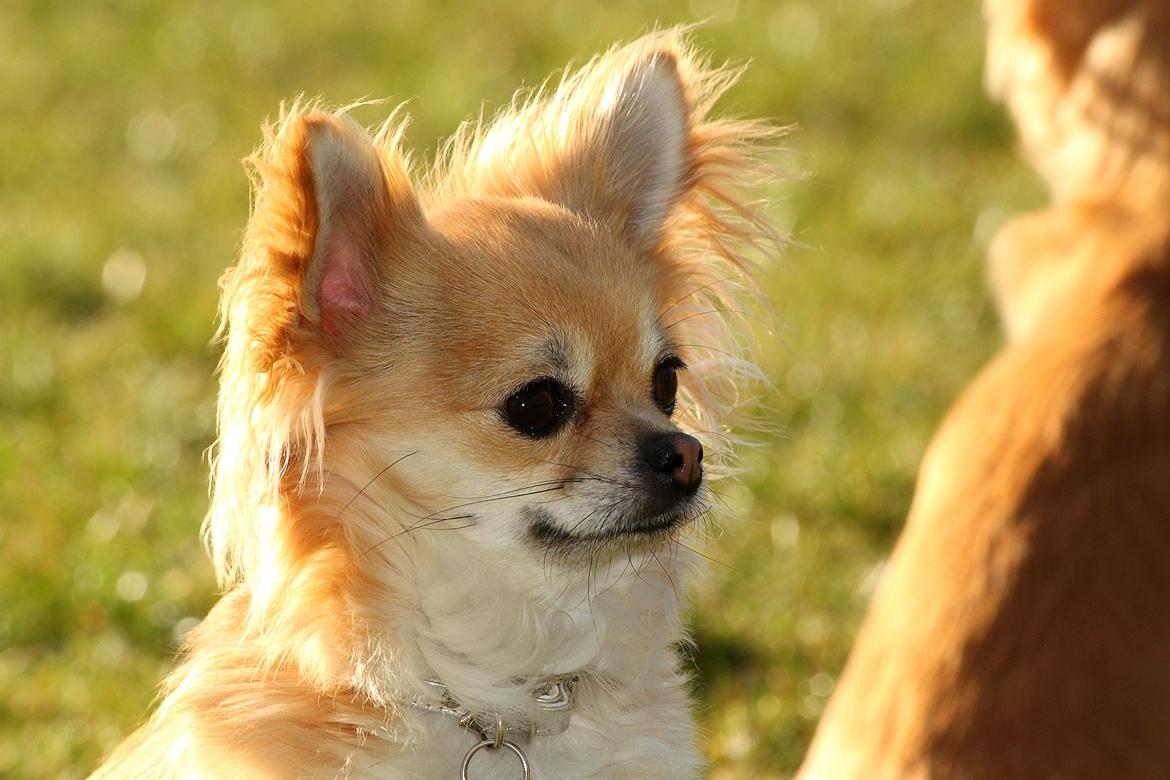 Chihuahua Frk Kvistes Abigail ~Abby~ - 2 år billede 6