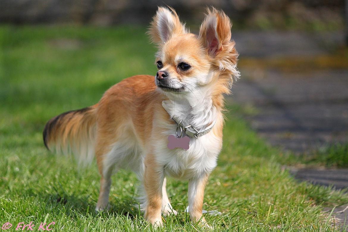Chihuahua Frk Kvistes Abigail ~Abby~ billede 7