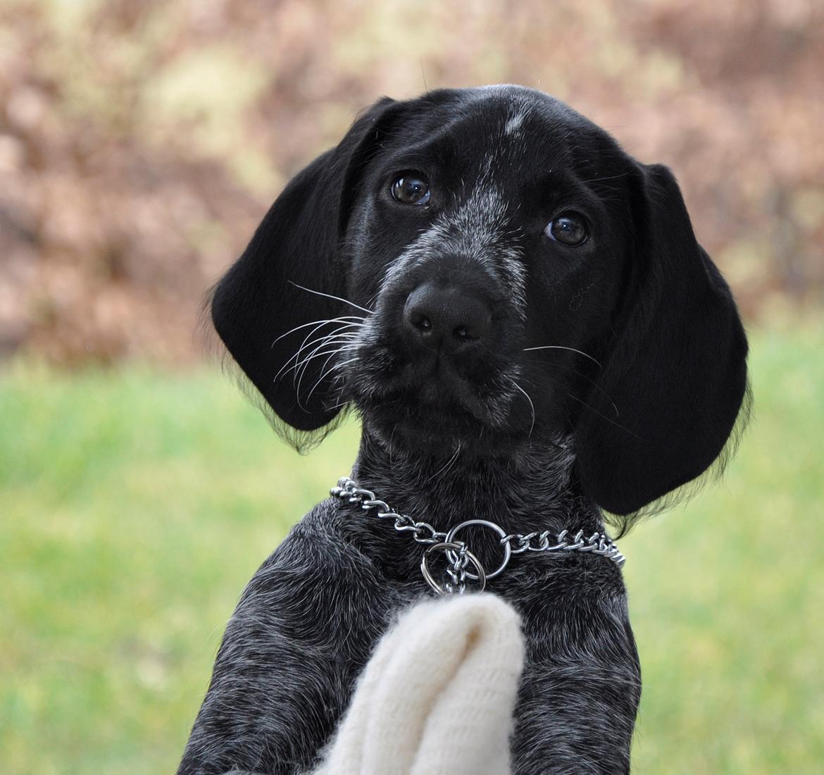 Ruhåret hønsehund Hedda billede 1