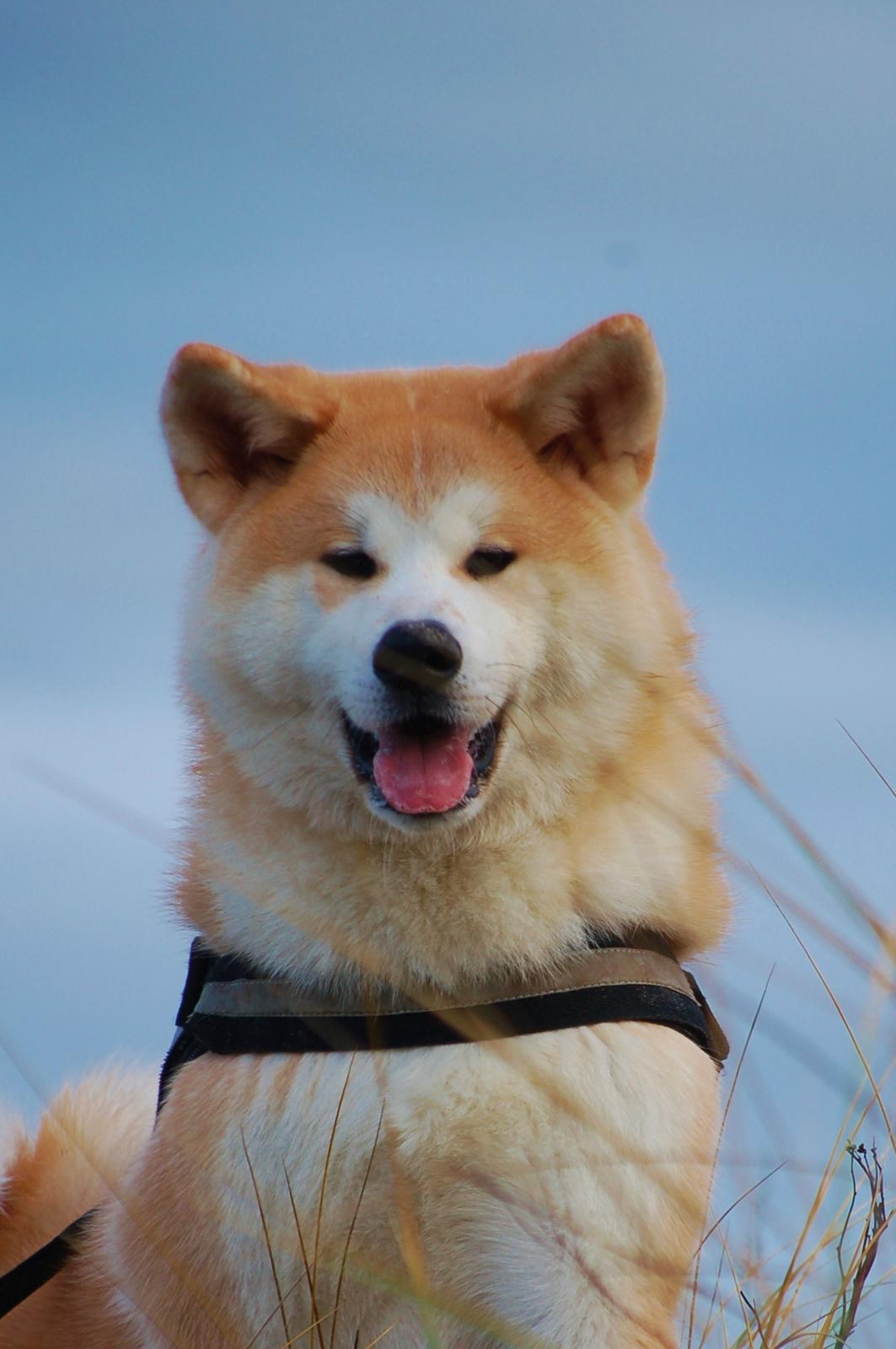 Akita inu Akio billede 2