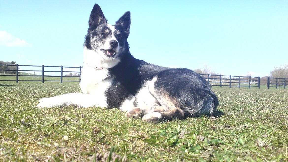 Border collie Svala [himmelhund] billede 15