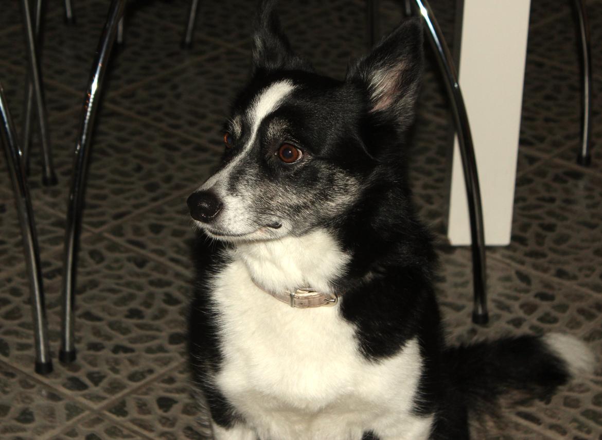 Border collie Svala [himmelhund] billede 14