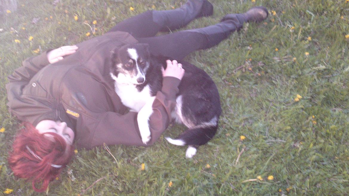 Border collie Svala [himmelhund] billede 16