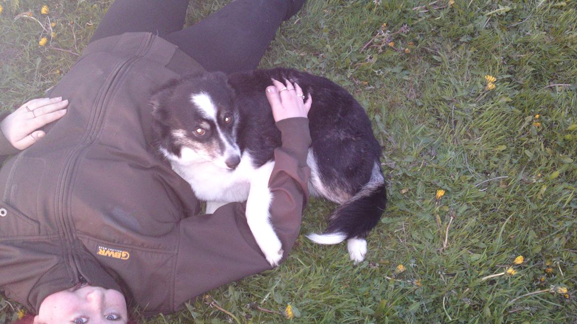 Border collie Svala [himmelhund] billede 17