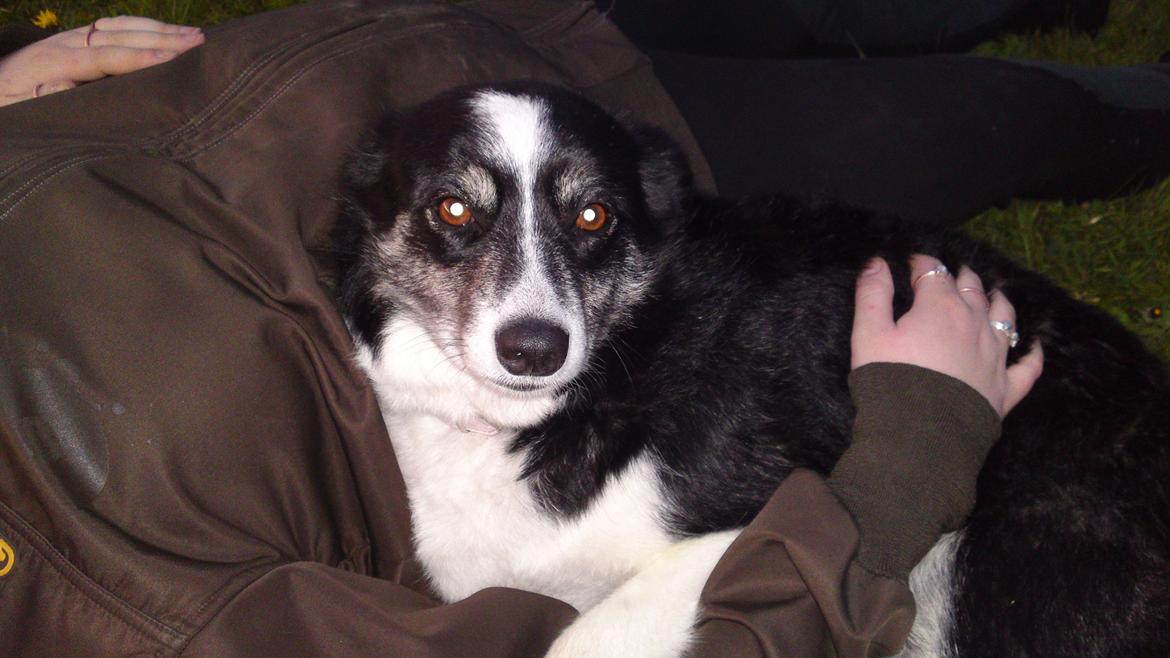 Border collie Svala [himmelhund] billede 18