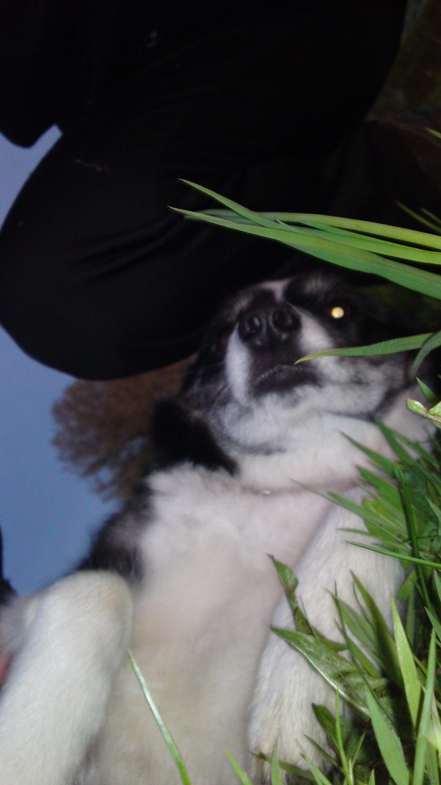 Border collie Svala [himmelhund] billede 19