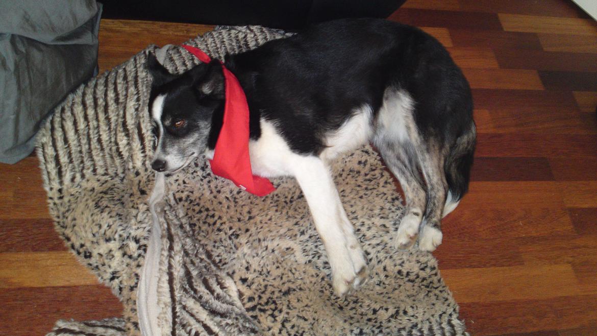 Border collie Svala [himmelhund] billede 13