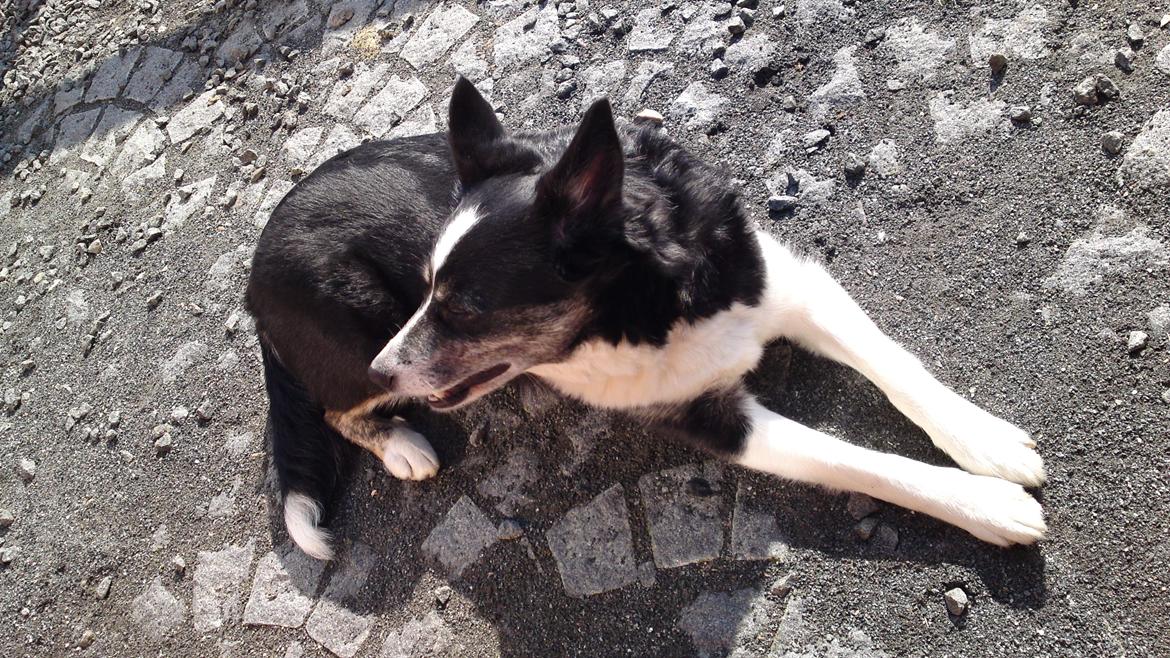 Border collie Svala [himmelhund] billede 20