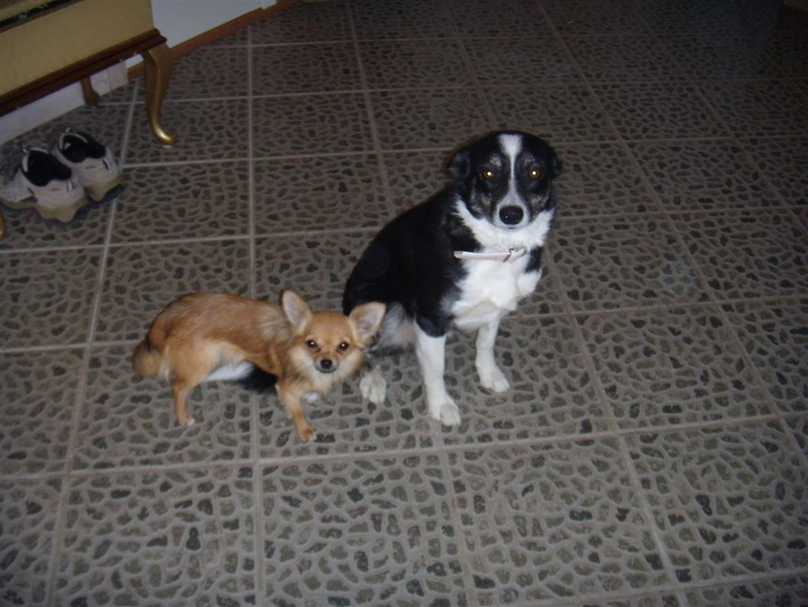 Border collie Svala [himmelhund] billede 21