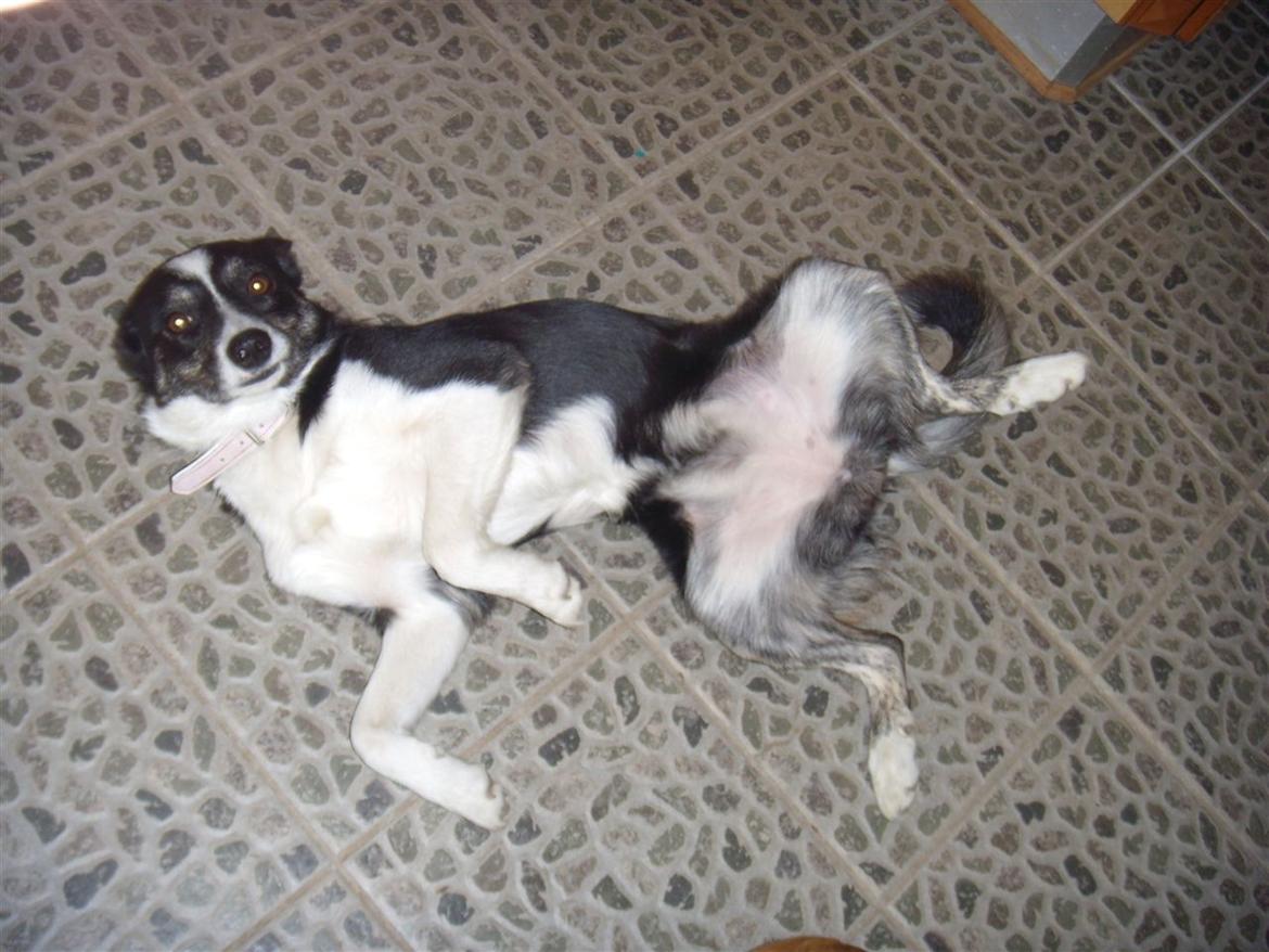 Border collie Svala [himmelhund] billede 22