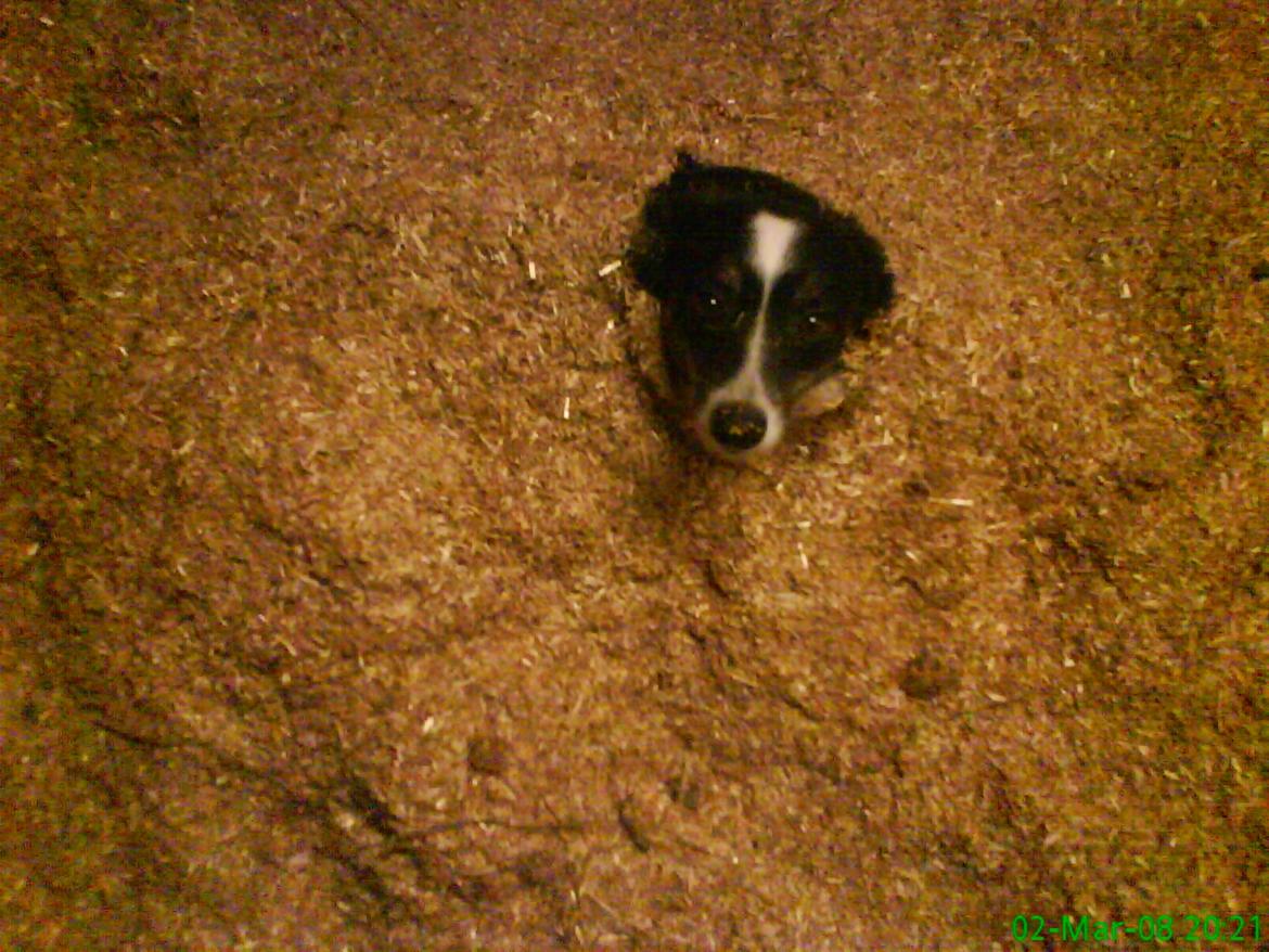 Border collie Svala [himmelhund] billede 23