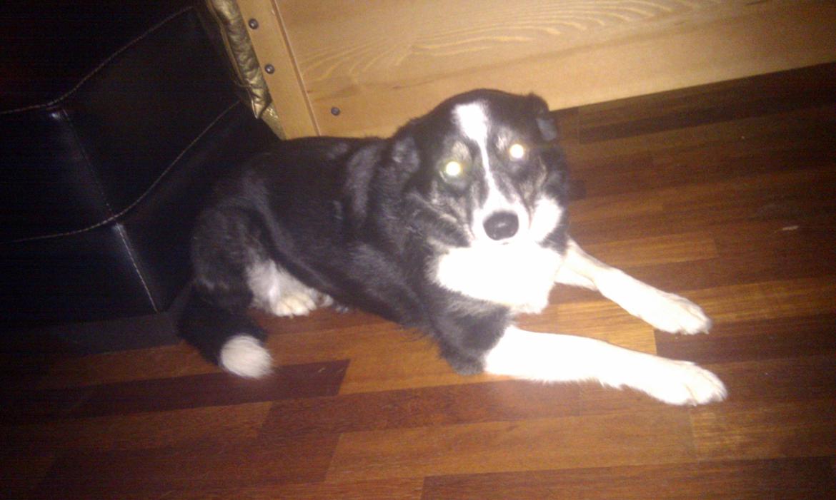 Border collie Svala [himmelhund] billede 24