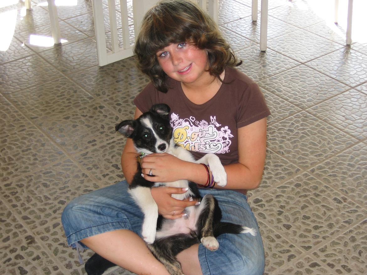 Border collie Svala [himmelhund] billede 25