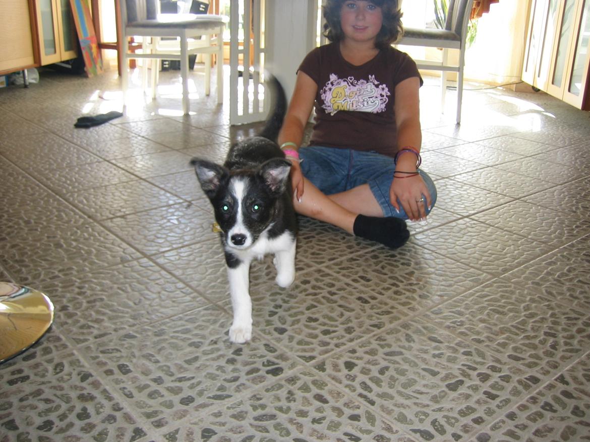 Border collie Svala [himmelhund] billede 26