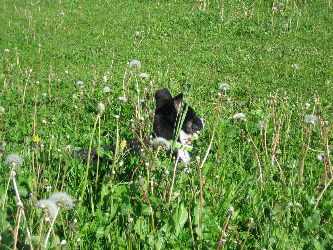 Border collie Svala [himmelhund] billede 27