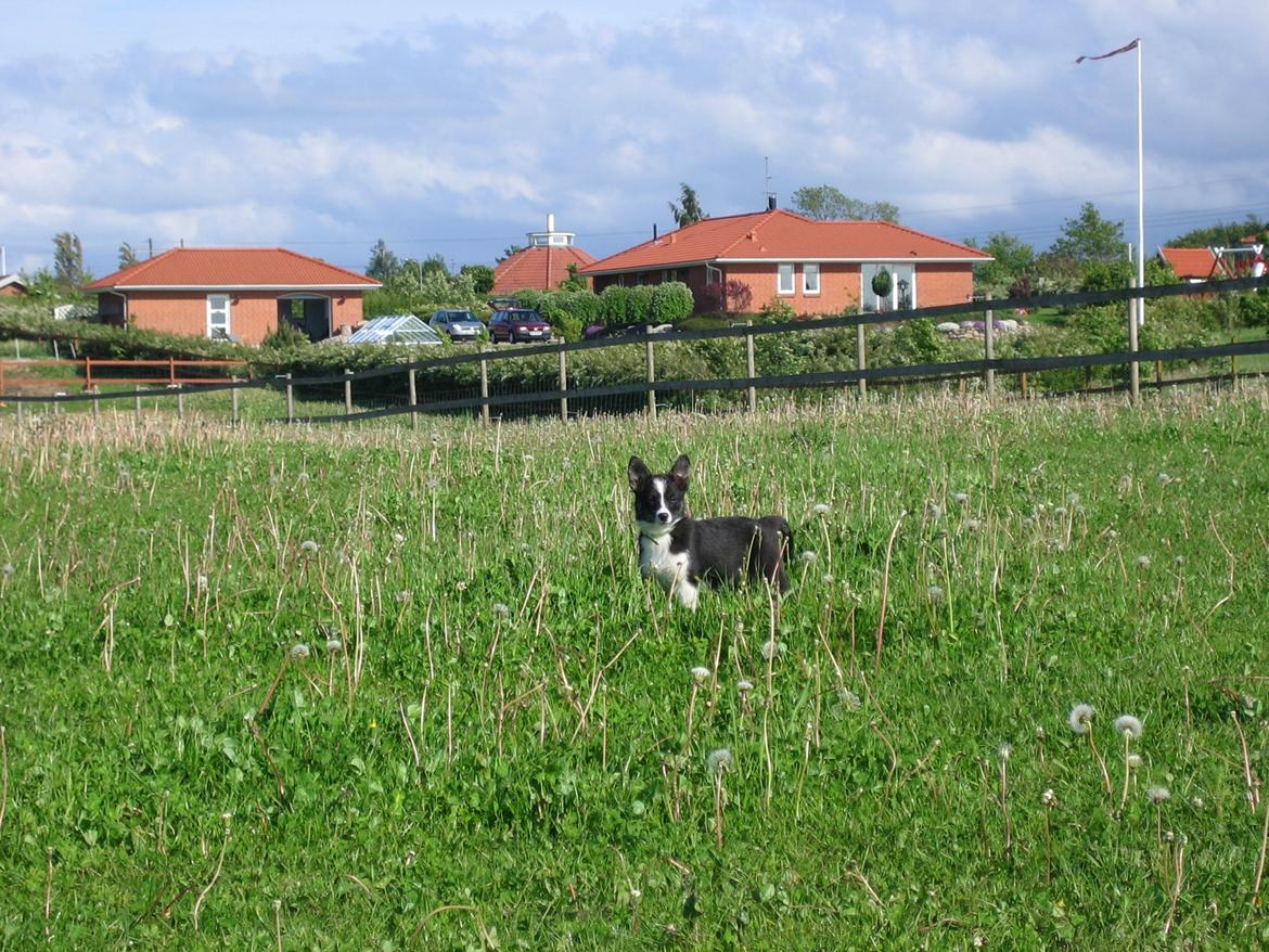 Border collie Svala [himmelhund] billede 28