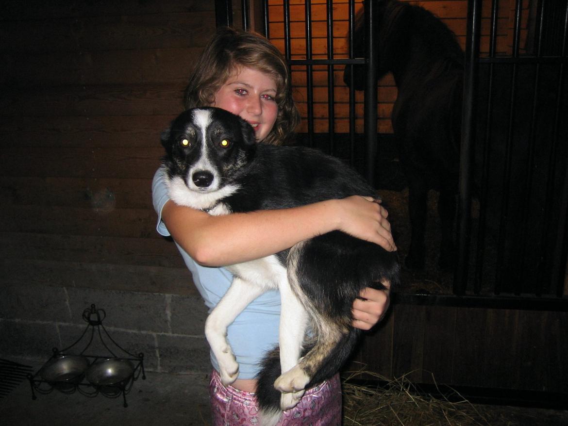 Border collie Svala [himmelhund] billede 29