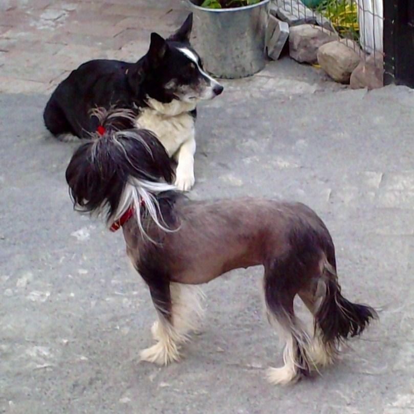 Border collie Svala [himmelhund] billede 30