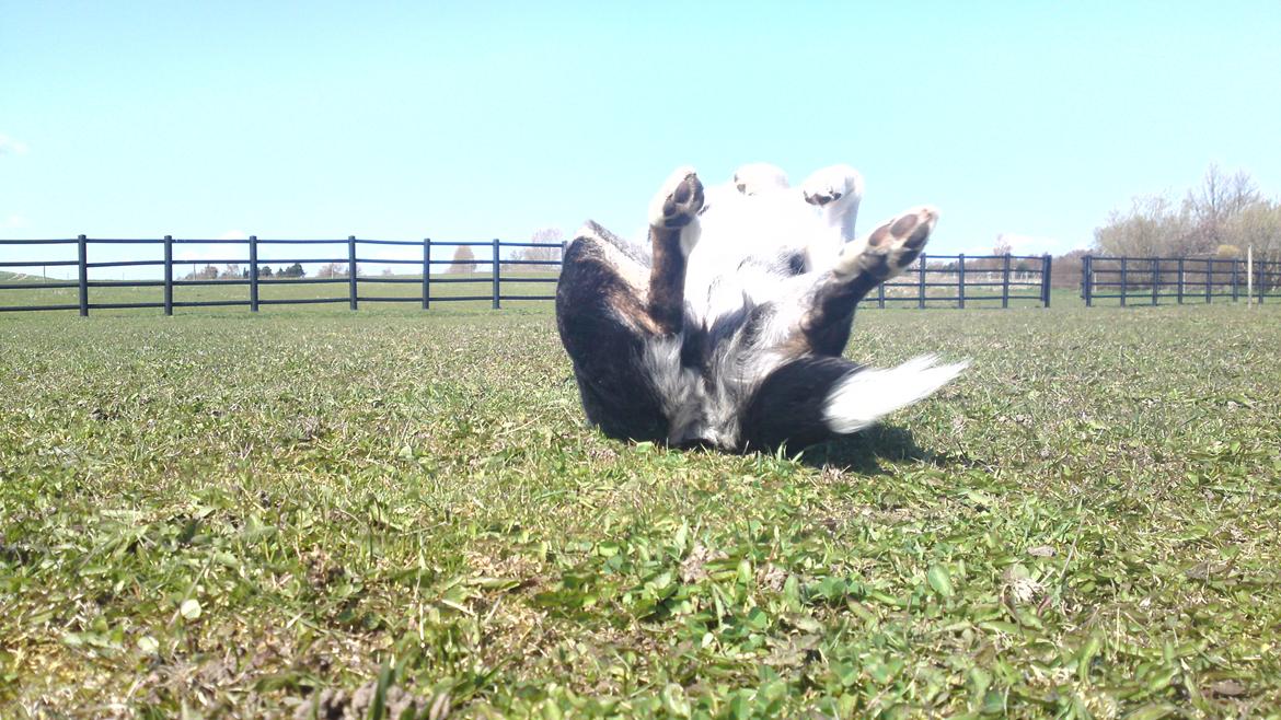 Border collie Svala [himmelhund] billede 31