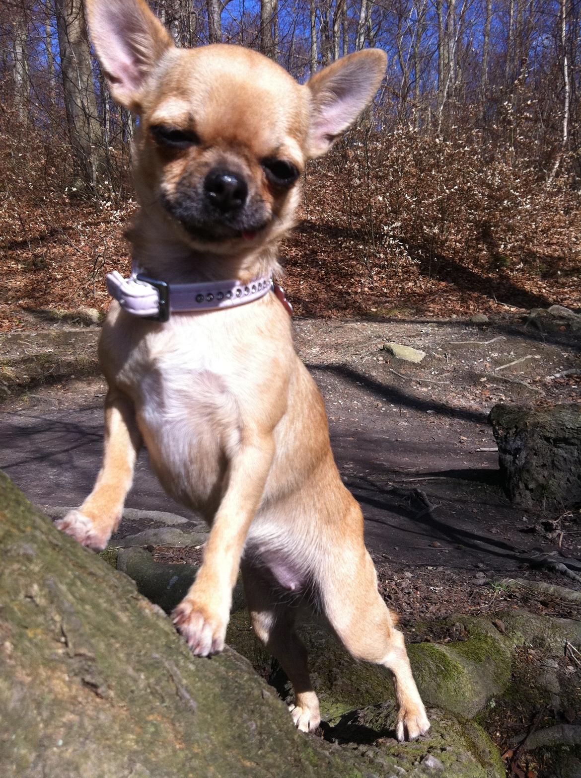 Chihuahua Chikka - SE mig, jeg bestiger træet ! billede 1