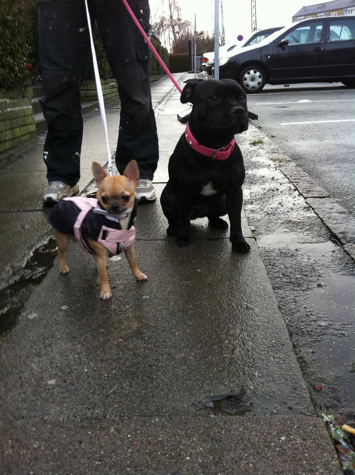 Chihuahua Chikka - Lige været i Blockbuster og hente film, så hjem i varmen og hygge. billede 2