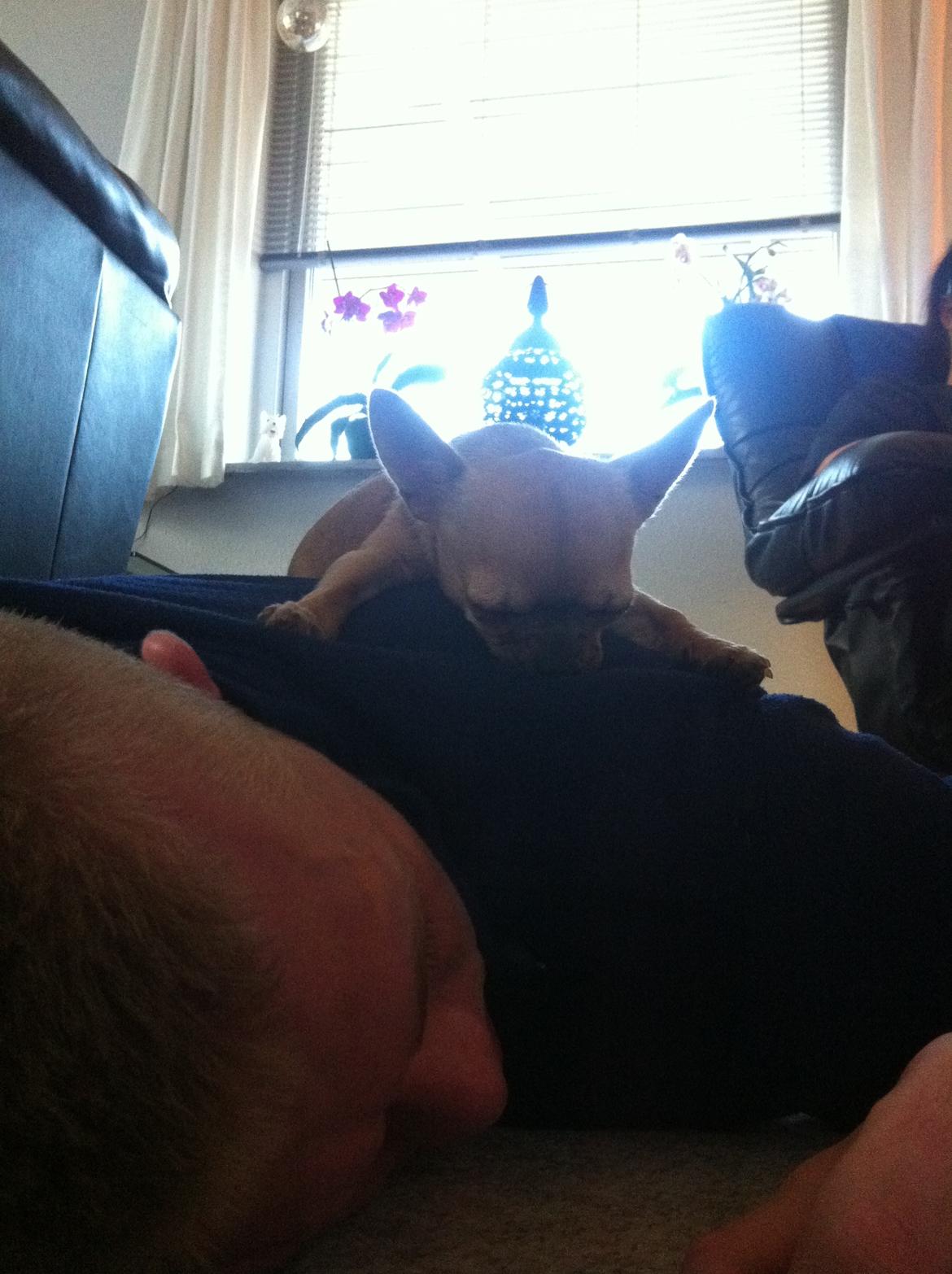 Chihuahua Chikka - Tager mig lige en lur på ryggen af far :) billede 3