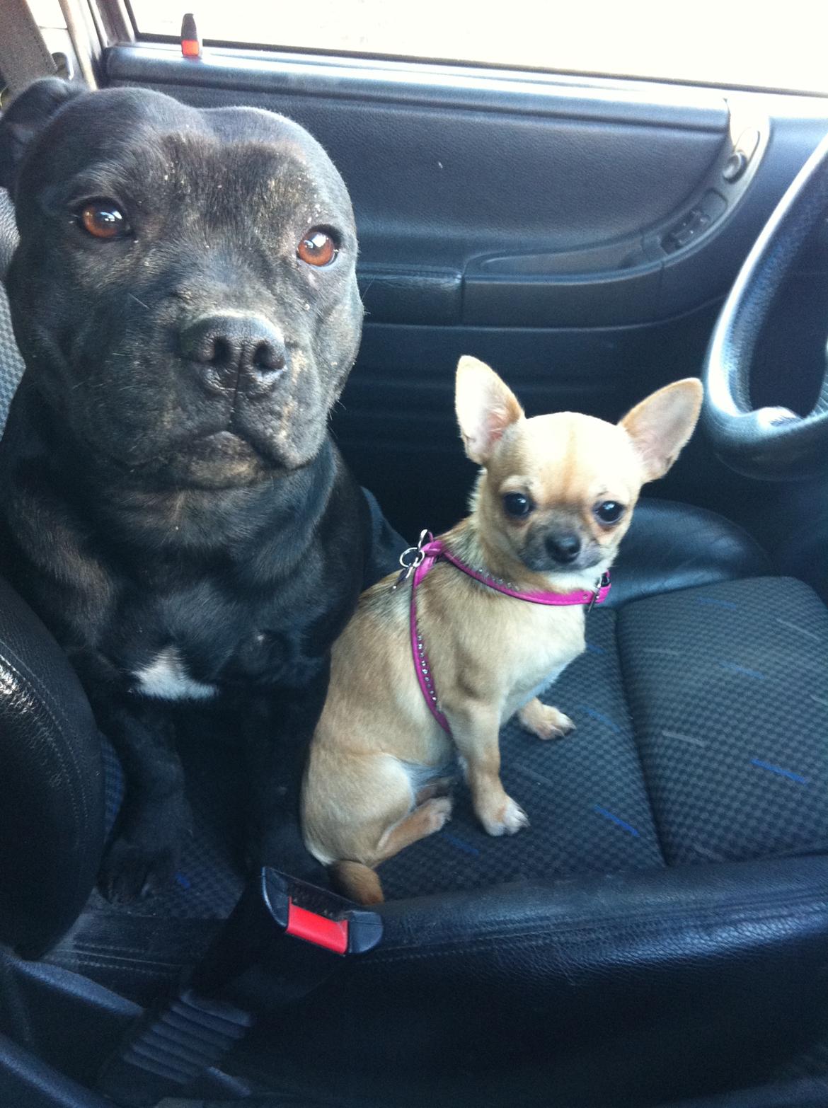 Chihuahua Chikka - Her vogter vi !! billede 4