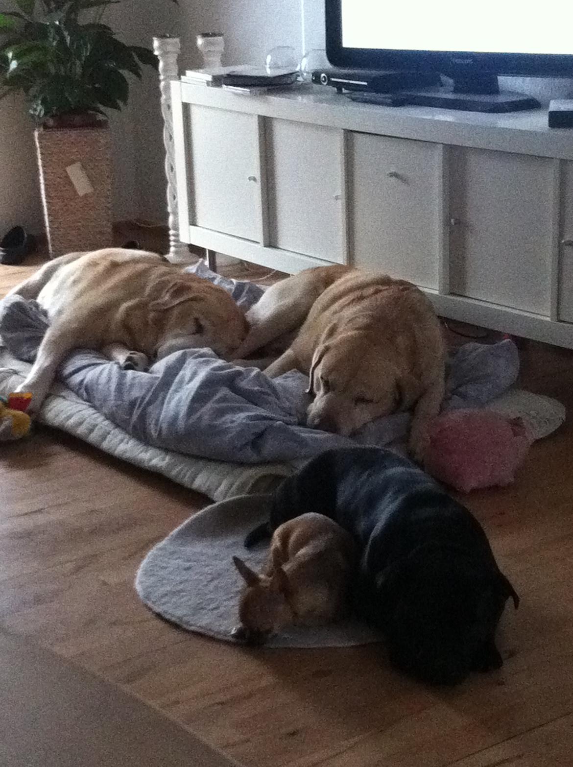 Chihuahua Chikka - Her er vi med ude og passe hunde med mor og far billede 5